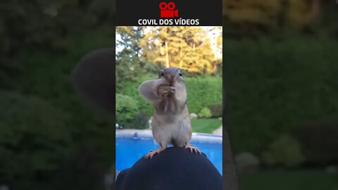 quando é o ultimo amendoim 😂😂