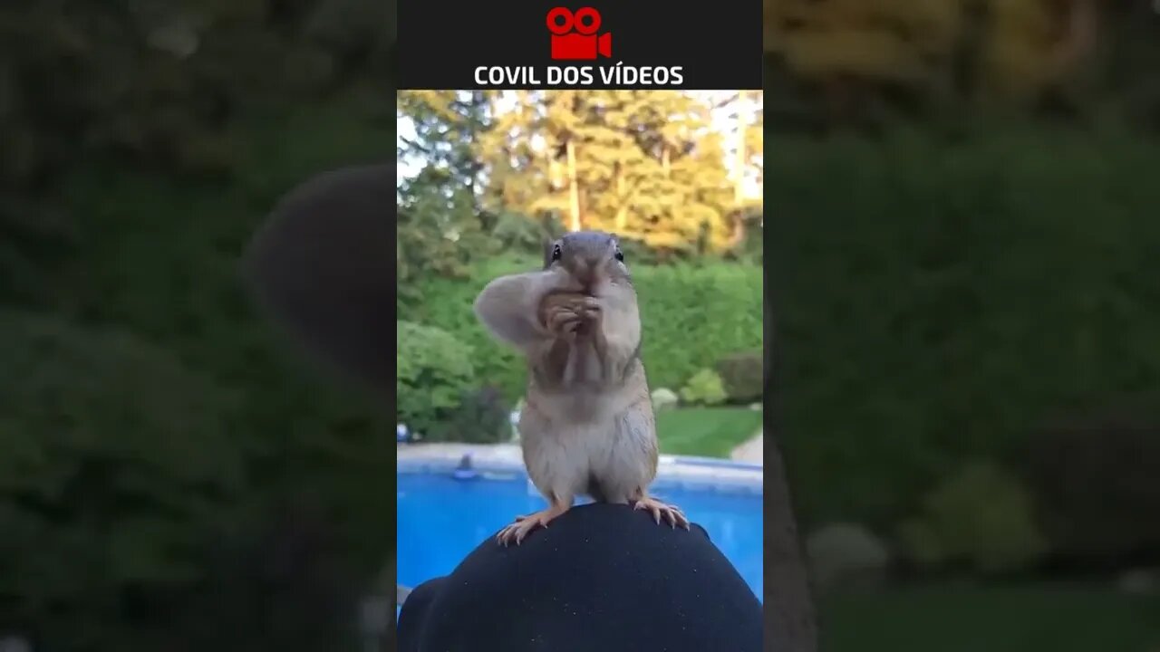 quando é o ultimo amendoim 😂😂