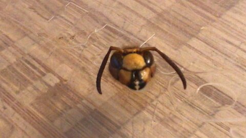 Hornets head that we found on the street keeps moving : day 2