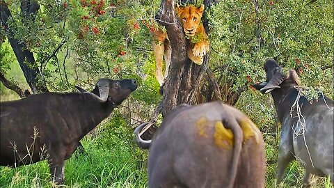 Buffaloes that Trap Lion in Tree Try Bite his Balls