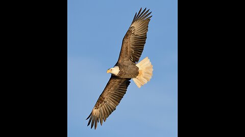 Eagles-King of the Sky