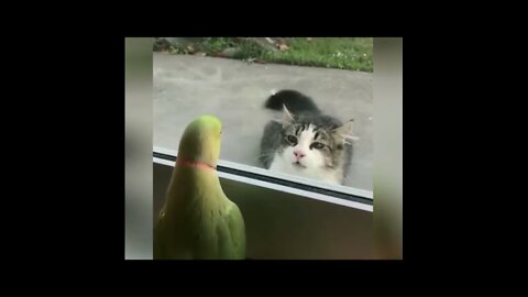 💗BEST 2020 FUNNIEST ANIMALS Funny Animal Videos Compilation Try Not To Laugh💗