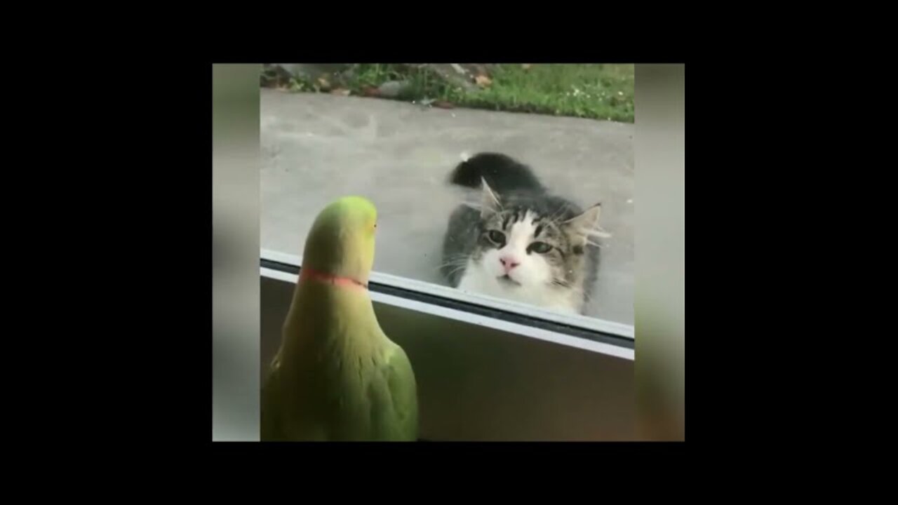 💗BEST 2020 FUNNIEST ANIMALS Funny Animal Videos Compilation Try Not To Laugh💗