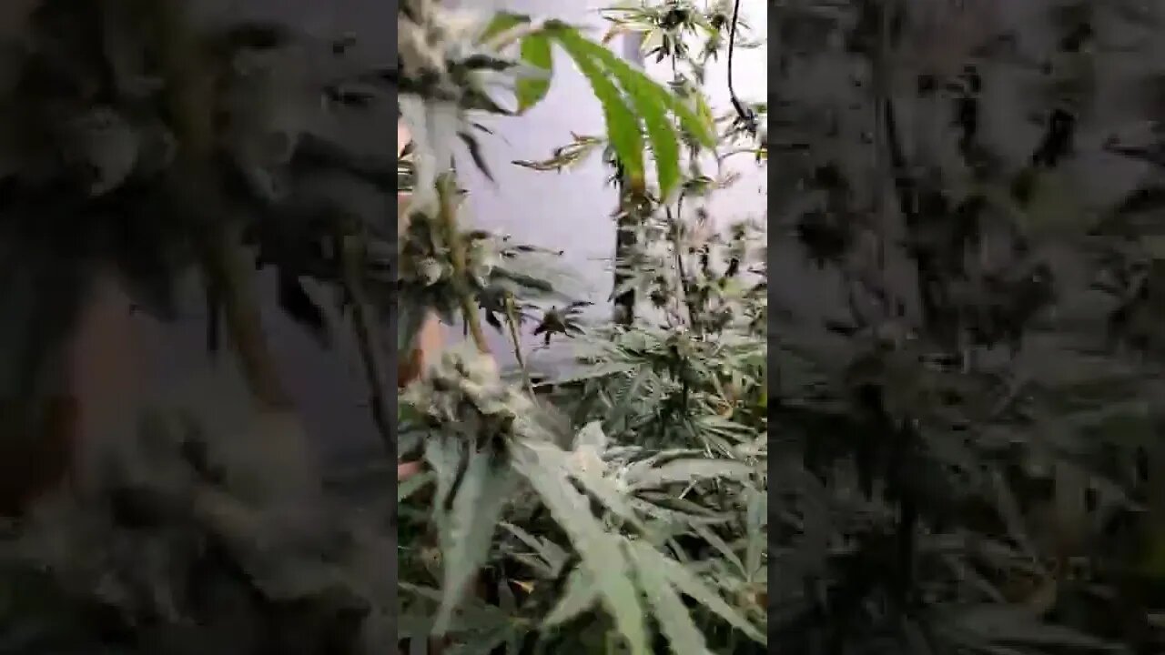 #WildRuntz 💯 #organic 💨💨 #cannabis #420 #dank #organic #420 #herbal #high #stoner #highlife