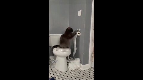 cute cat