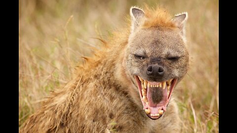 Wounded Animals (And Politicians) Are Dangerous!