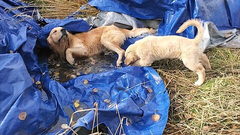 Golden Retriever uses a tarp as a bath