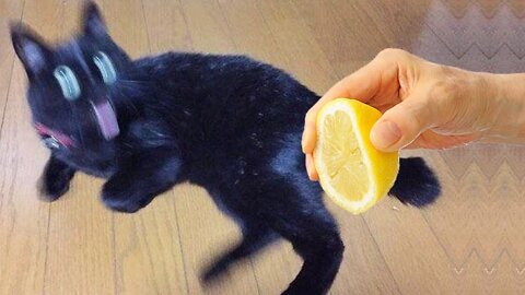 Funniest Cats and Dogs 🐱🐶 Part 28