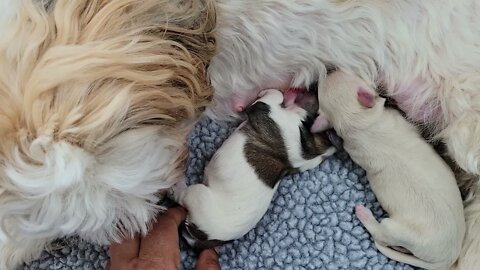 L Litter..First Day Of Life