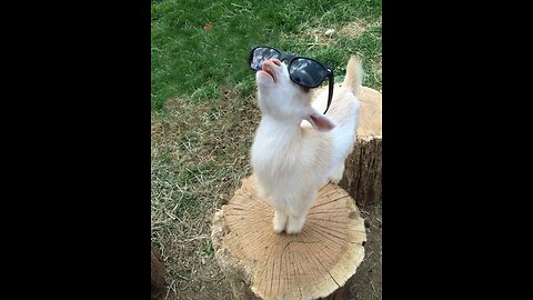 Goat baby