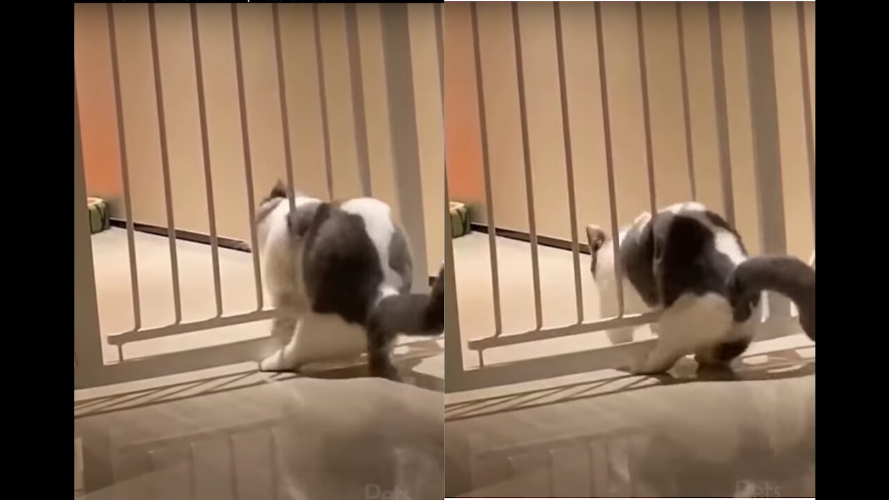You will laugh at all the CATs! FUNNY CAT videos
