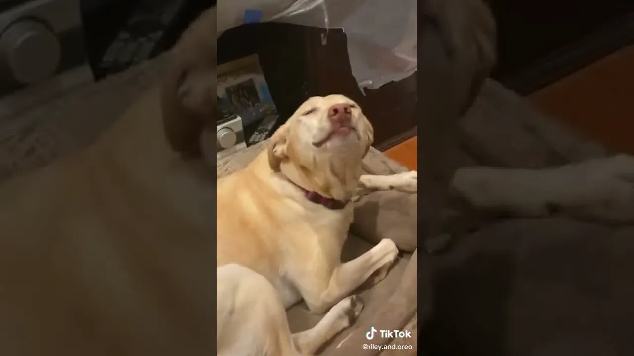 Innocent!