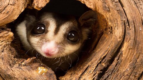 SUGAR GLIDERS Flying 2
