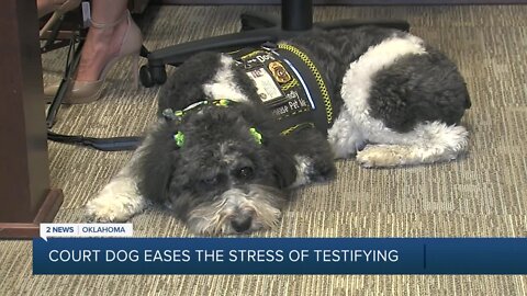 Rogers County court dog eases stress of testimony