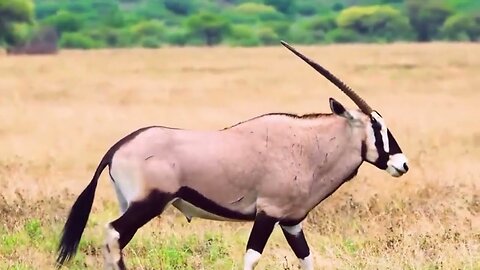 African wildlife Safari 🦍|An unforgettable Adventure in To The Heart Of Nature 🐅