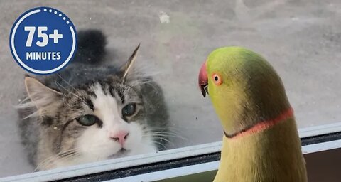 The FUNNIEST Pet Videos of 2024! | BEST Compilation