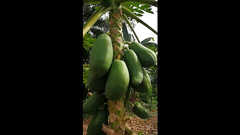 San Carlos Costa Rica