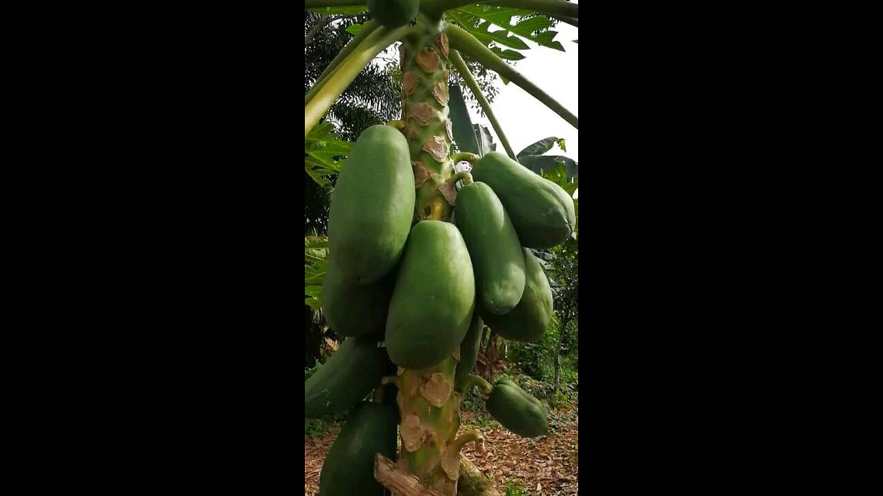 San Carlos Costa Rica