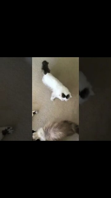 Cute Cats Meowing Outside My Door! (2022) #Shorts 😺