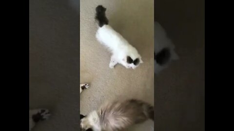 Cute Cats Meowing Outside My Door! (2022) #Shorts 😺