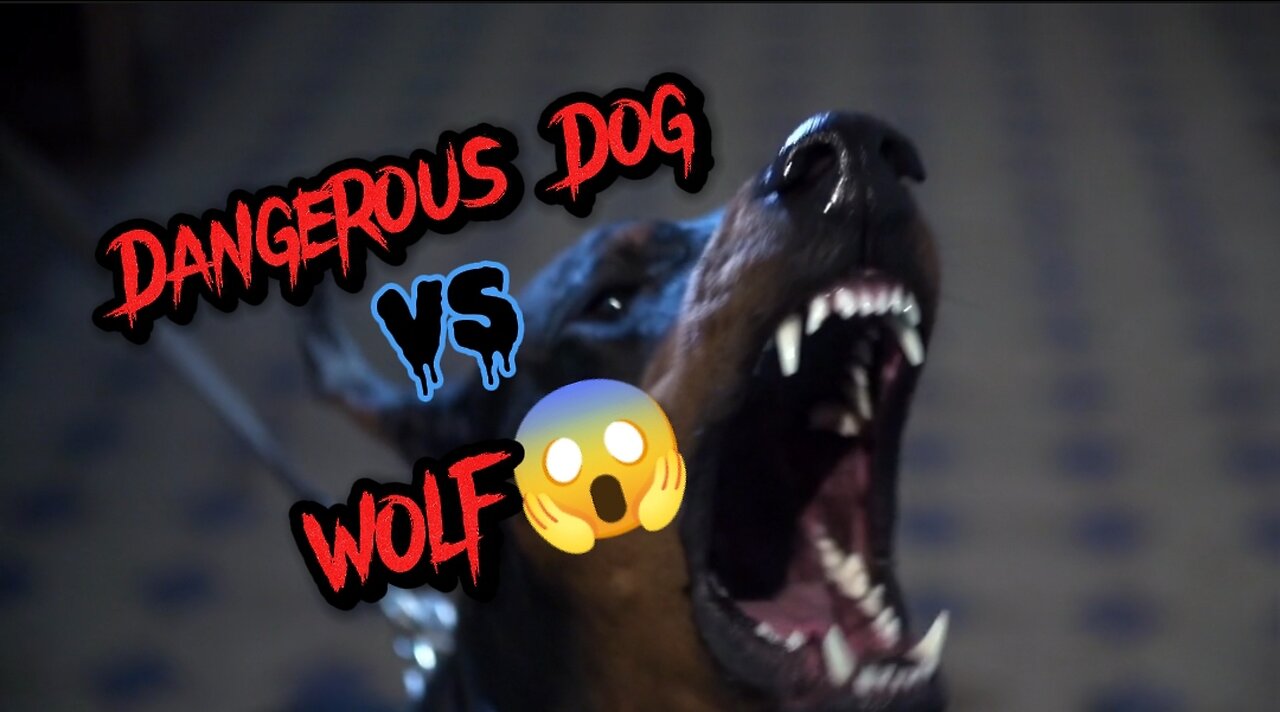 Dogs vs wolf#Dogs#Dangerous Dogs#Wolf#viral#Trending