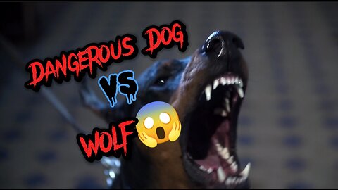 Dogs vs wolf#Dogs#Dangerous Dogs#Wolf#viral#Trending