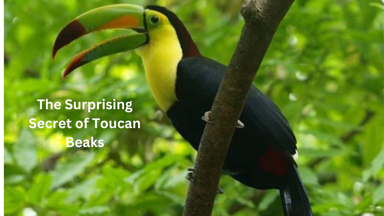 Feather light Marvels: The Surprising Secret of Toucan Beaks