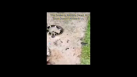 This Snake Is Already Dead, It Just Doesn’t Know It 💀 #interesting