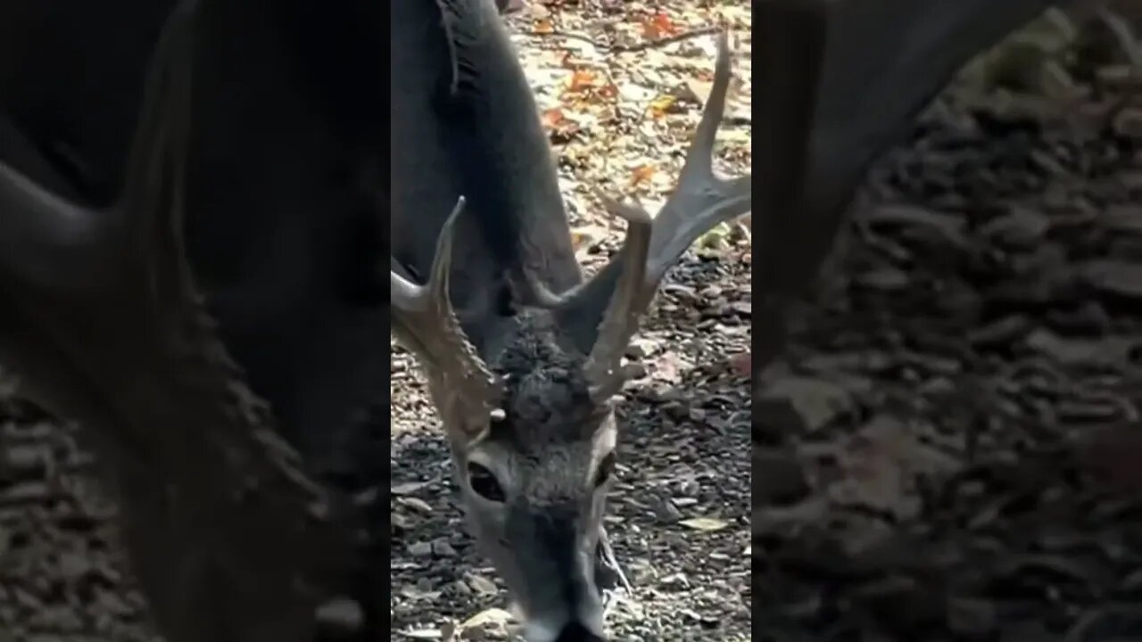 Antler Close Up! Big Buck