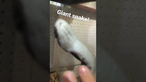 Giant snake