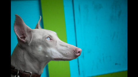 10 Most Expensive Dogs Only Rich People Can Afford