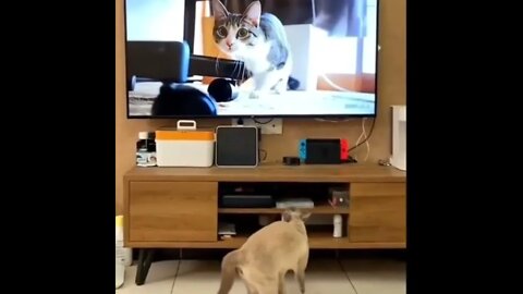 PLEASE SUBSCRIBE HELP ME POST MORE VIDEOS - #SHORTS