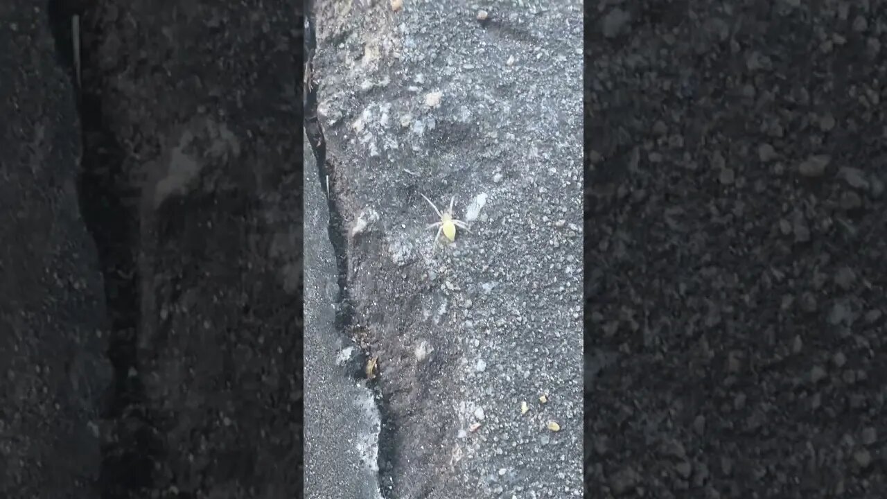 White Spider