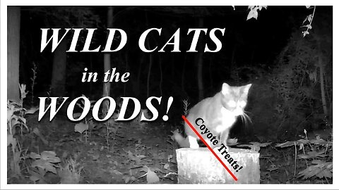 Wild Cats in the woods!