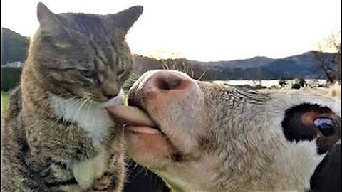 Funny Animals - Funny Cats/Dogs - Funny Animal Videos