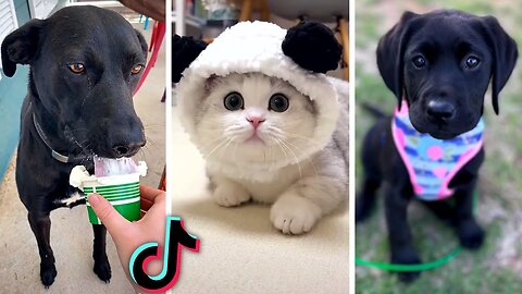 Funny PETS Compilation! (Most Viral ANIMALS on the internet)