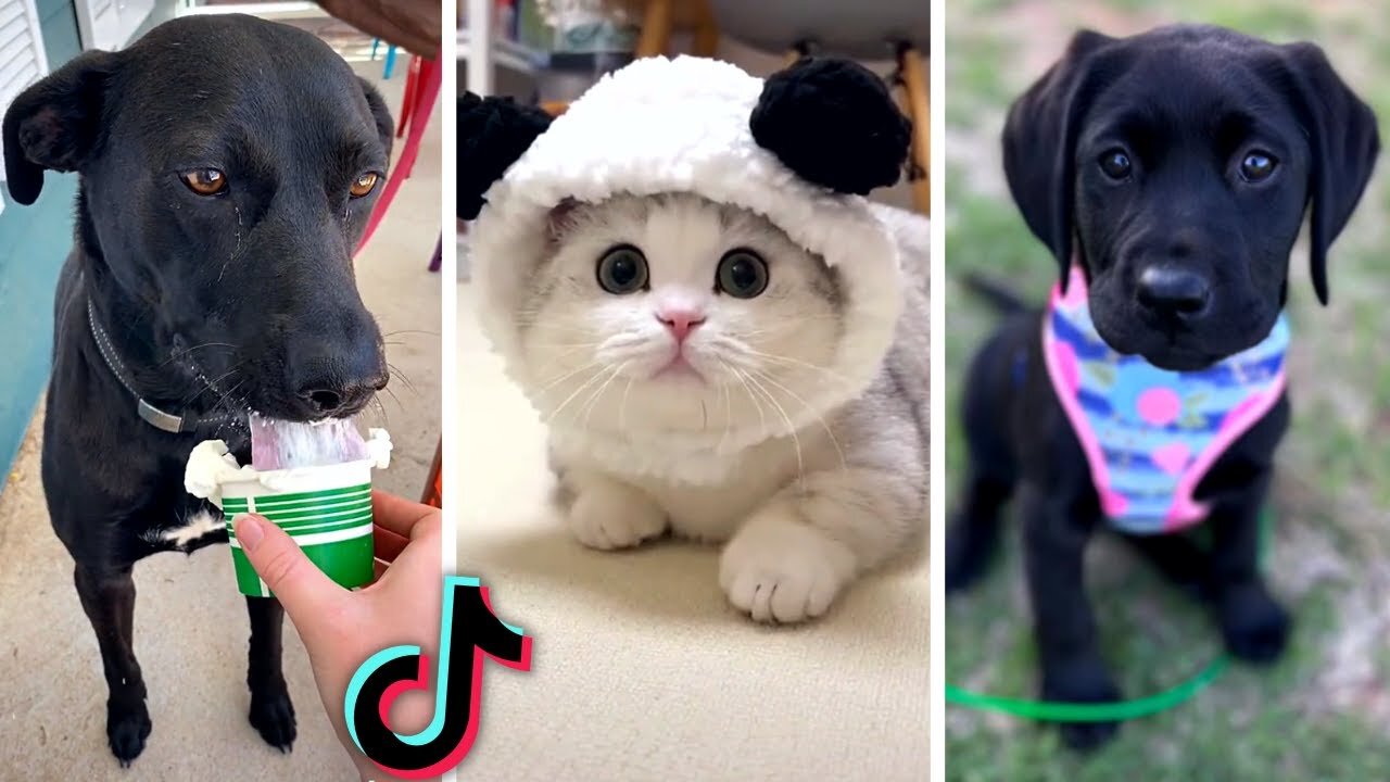 Funny PETS Compilation! (Most Viral ANIMALS on the internet)