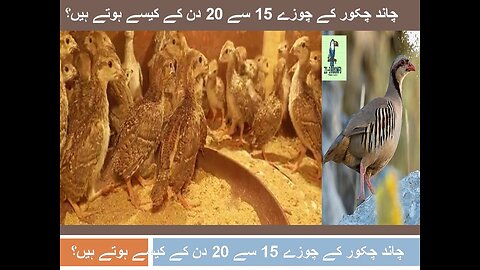 how Chand Chakor Chicks 15 to 30 Days Age ? چاند چکور کے چوزے 15 سے 20 دن کے کیسے ہوتے ہیں؟