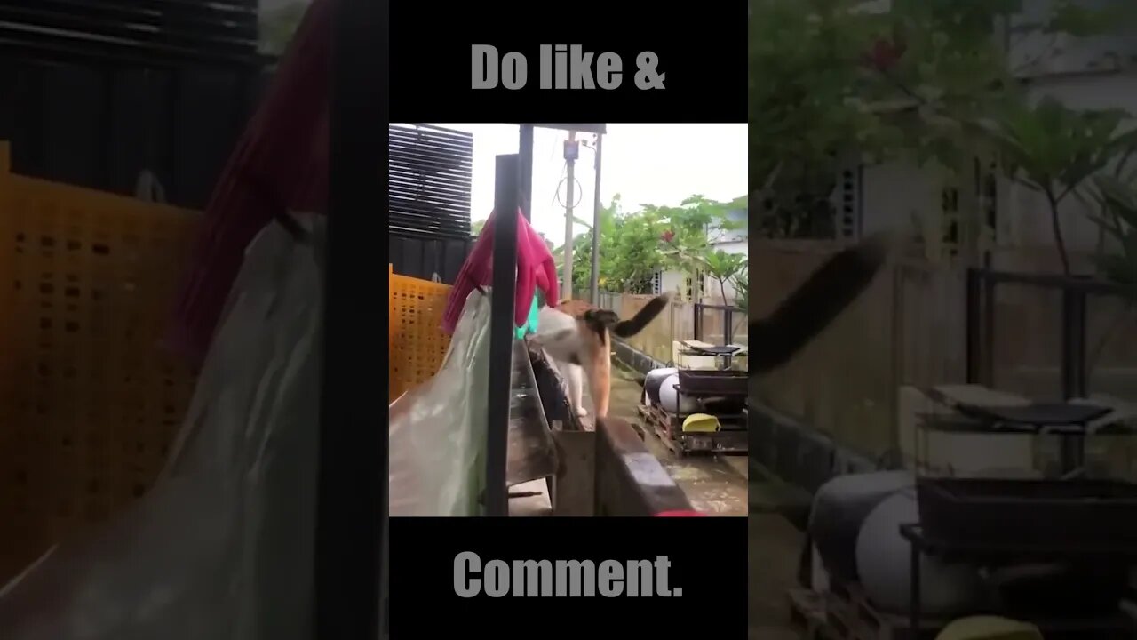 Funny Animal Videos Of The Day 011! #dankmemes #animals #dankmemes #memes