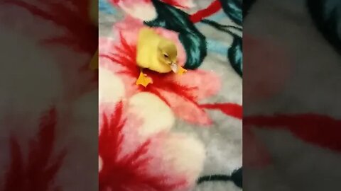 One little Ducking