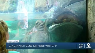 Bibi on 24-hour surveillance as Cincinnati Zoo prepares for Fiona's sibling