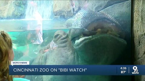 Bibi on 24-hour surveillance as Cincinnati Zoo prepares for Fiona's sibling
