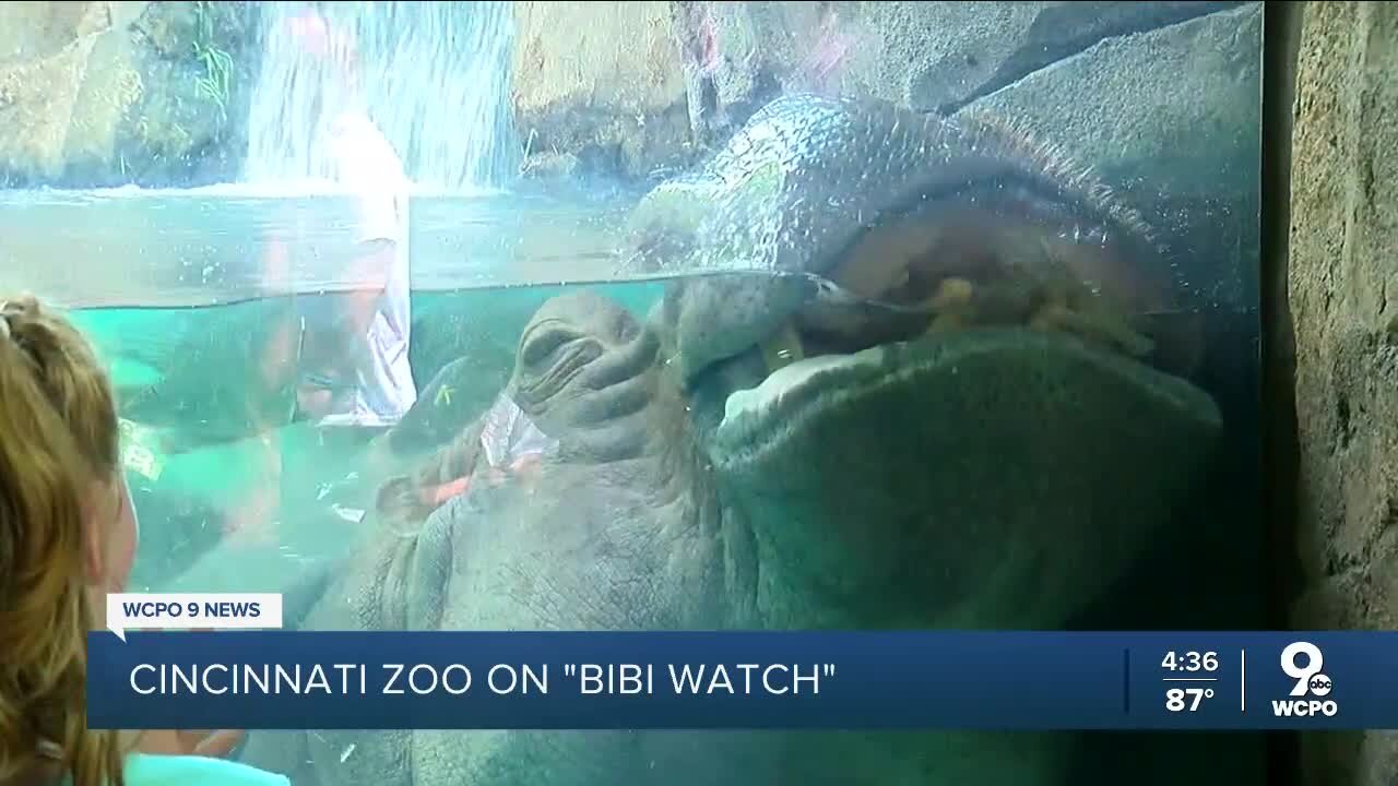 Bibi on 24-hour surveillance as Cincinnati Zoo prepares for Fiona's sibling
