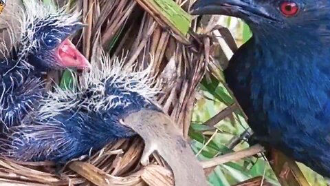 It's amazing! Mother bird brings back super-sized mouse