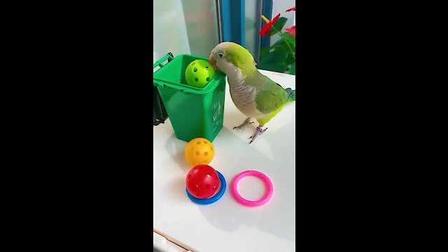 Cute parrot throwing away all its toys