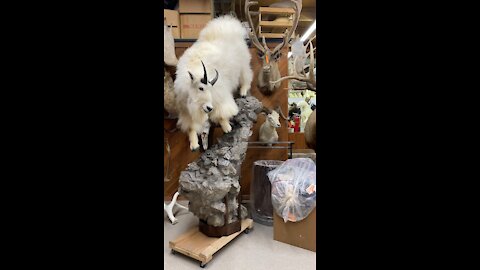 Alaskan Mountain Goat