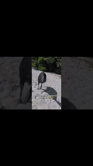 The Most Dangerous Bird in the World!