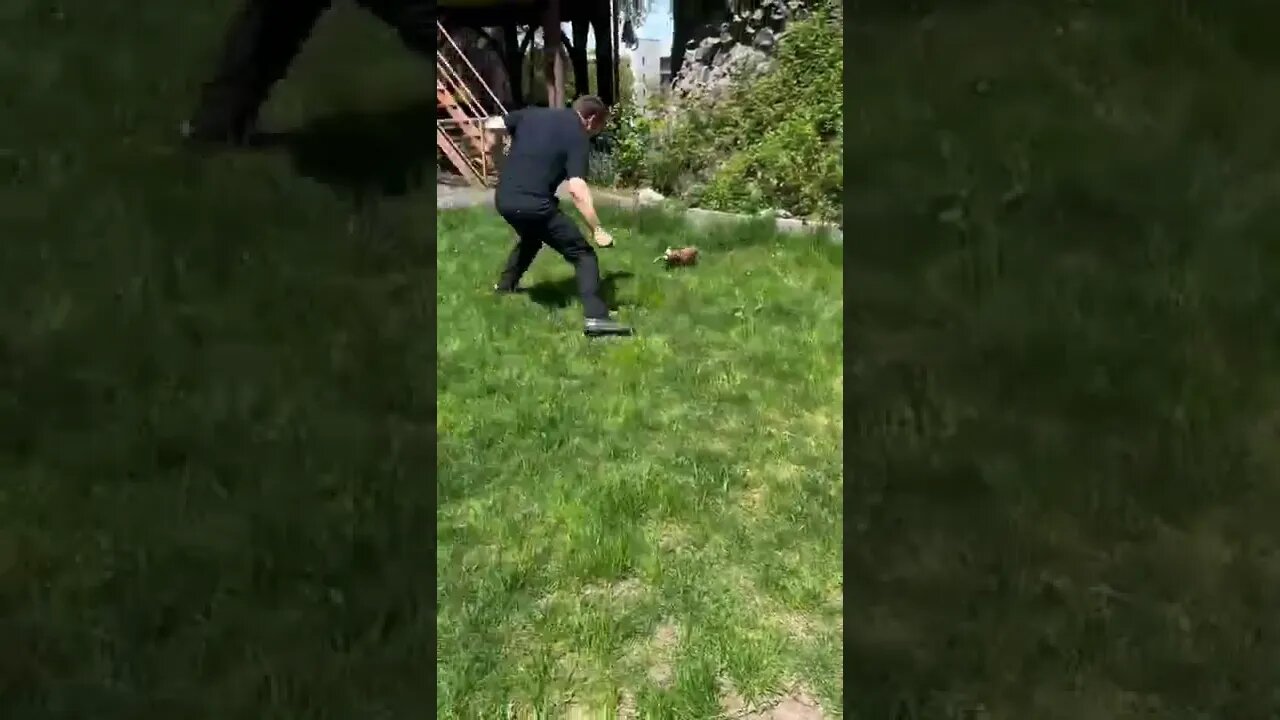 Zoomies in the sun