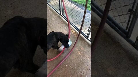 ASC’s Bumper at 5 months