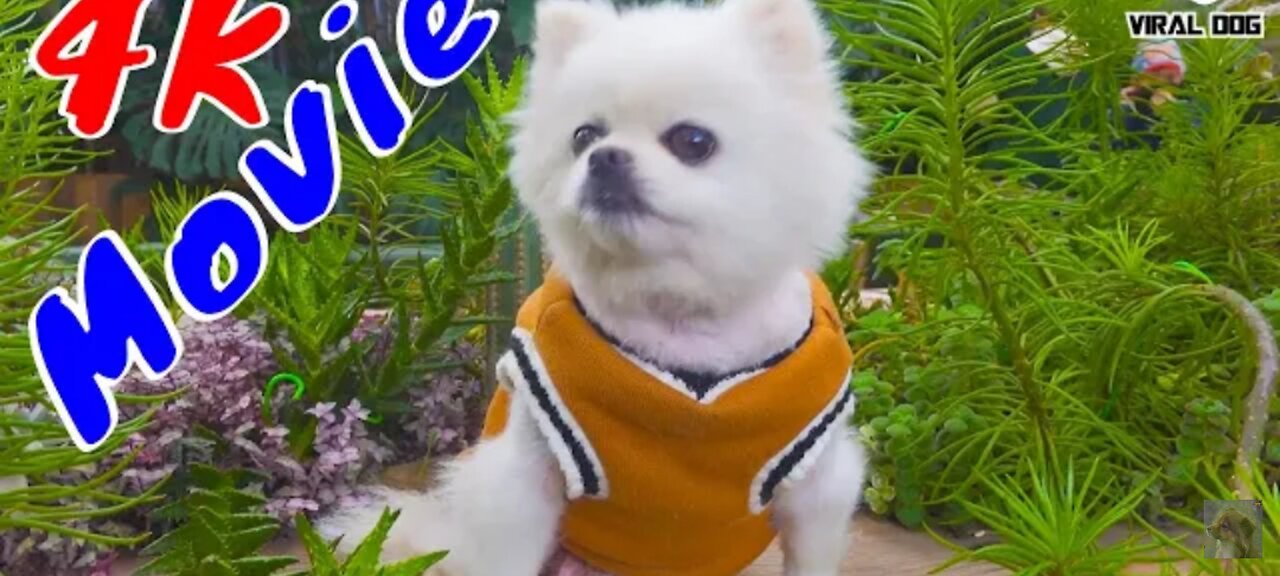 4K quality animal movie _ inviting milo handsome dog as an actor and surprise ending/ viral dog